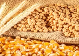 Brasil supera os EUA como principal fornecedor de milho para a China e amplia exportações de soja