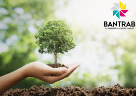 Bantrab: Un Compromiso Verde que Transforma el Futuro